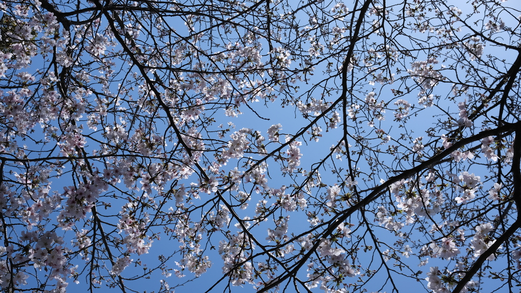 Cherry blossoms