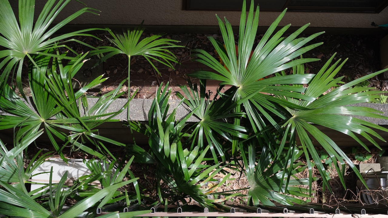 palmtrees seen from the top